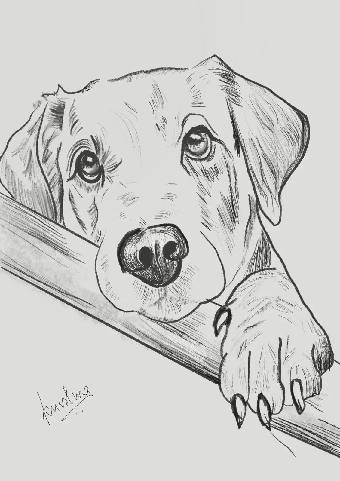 Puppy Sketch, digital artwork by Krushna